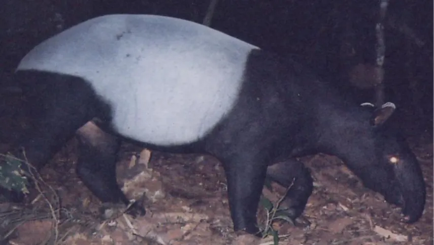 Gambar 1. Individu dewasa tapir (Tapirus indicus) 