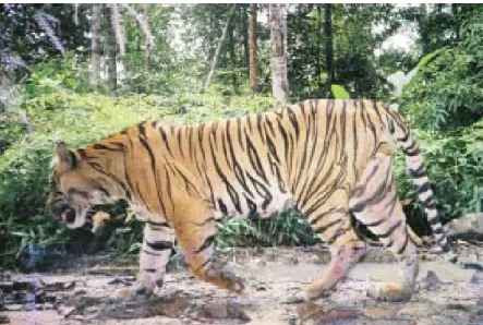 Gambar 1. Harimau sumatera yang tertangkap kamera pengintai di Provinsi Riau &lt;020040060080010001200Tahun19781985Tahun