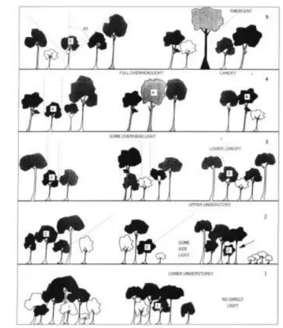 Gambar 6  Klasifikasi bentuk posisi tajuk pohon menurut Dawkins (1958) 