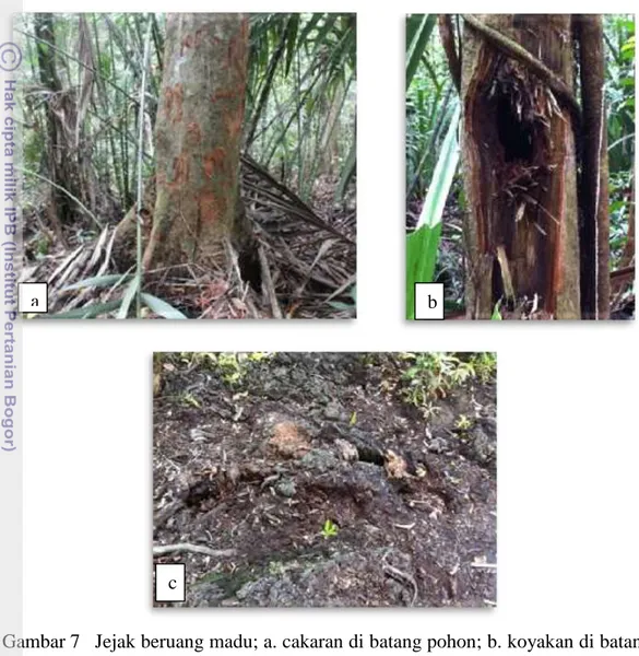 Gambar 7  Jejak beruang madu; a. cakaran di batang pohon; b. koyakan di batang  pohon; c