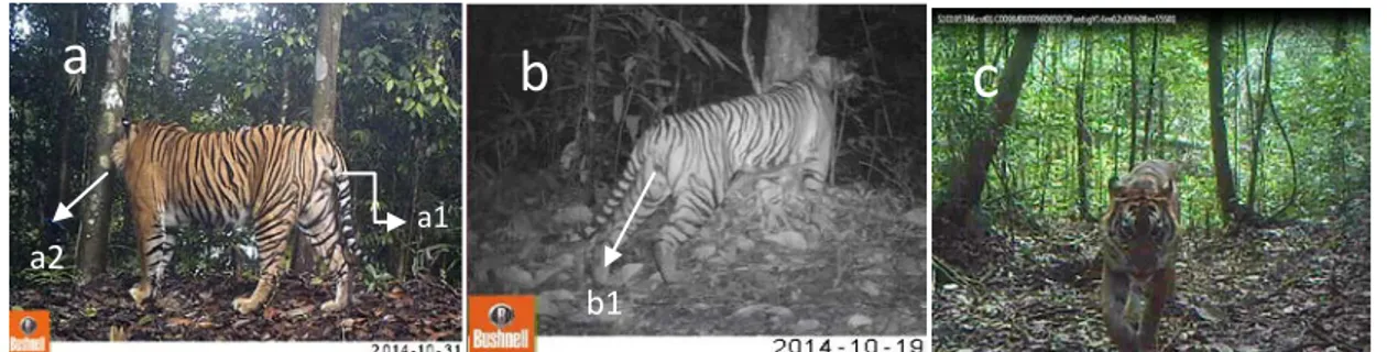 Gambar 5.    Karakteristik individual harimau yang dapat dikenali: (a) individu jantan   dewasa; (b) individu betina dewasa; (c) individu remaja (tidak diketahui  jenis kelamin); (a1) penanda kelamin jantan; (a2) panjang surai; (b1)  penanda kelamin betina
