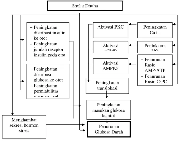 Gambar 1.Mekanisme Penurunan Glukosa Darah Pada Sholat Dhuha   Dengan Gerakan Isometrik Predominan 