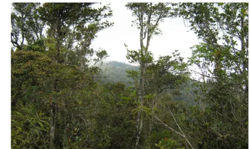 Gambar 7. Lapisan tajuk pertengahan atau strata B pada hutan perbukitan 
