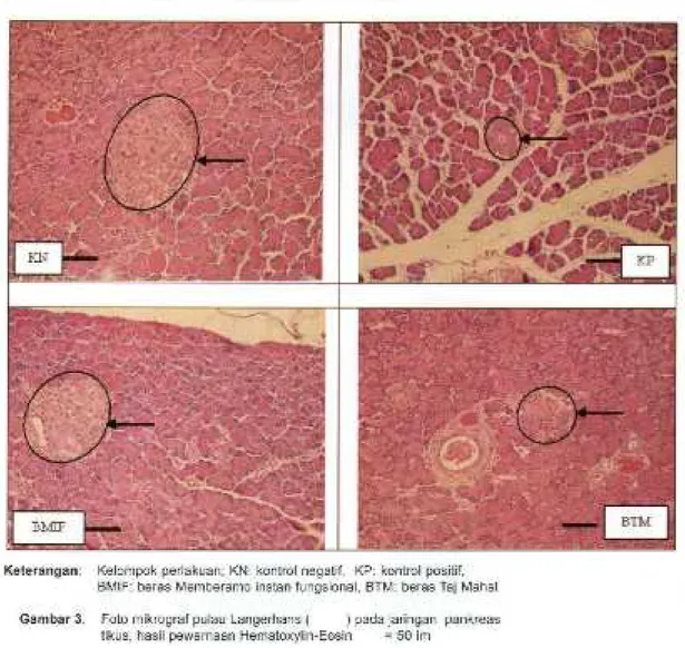 Gambar 3. Foto mikrograf pulau Langerhans ( ) pada jaringan pankreas tikus, hasil pewarnaan Hematoxylin-Eosin = 50 im