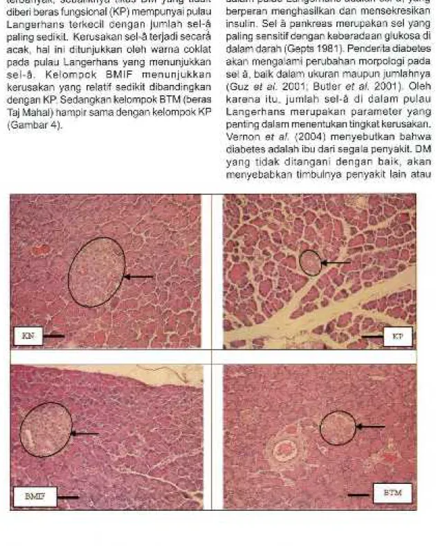 Gambar 4. Foto mikrograf sel-a (• ) pada jaringan pankreas tikus, hasil pewarnaan imunohistokimia = 50 im
