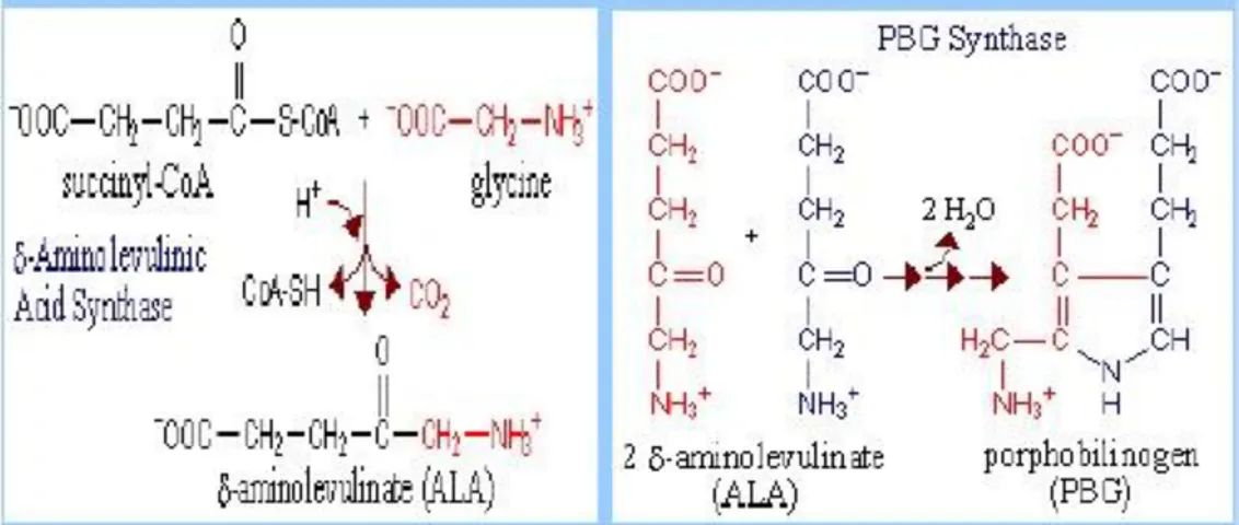 Gambar 2 (kiri) : reaksi awal kondensasi succinil Co-A dengan glisin (dimitokondria)   Gambar 2 (kanan) : reaksi dua molekul ALA menjadi porphobilinogen (disitosol)  Empat porfobilinogen 
