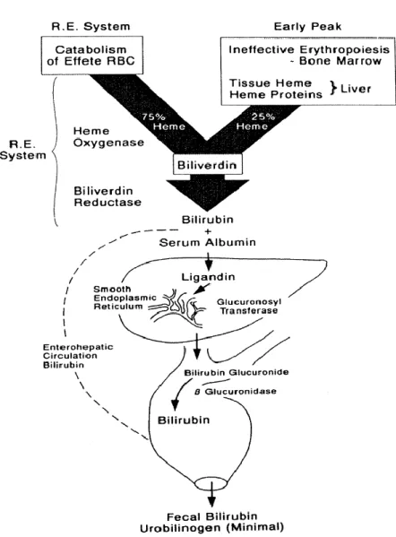 Gambar 2. Metabolisme bilirubin  Sumber : Mac Mahon Jr, dkk 15