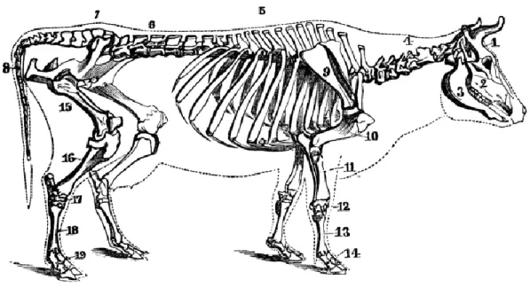 Gambar 1. Anatomi kerangka tulang sapi (Cutter, 1875). 