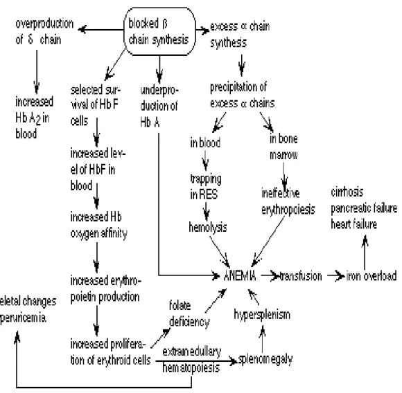 Gambar 3. Patofisiologi thalassemia Sumber: Uthman, E 26