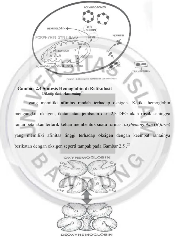 Gambar 2.4 Sintesis Hemoglobin di Retikulosit 