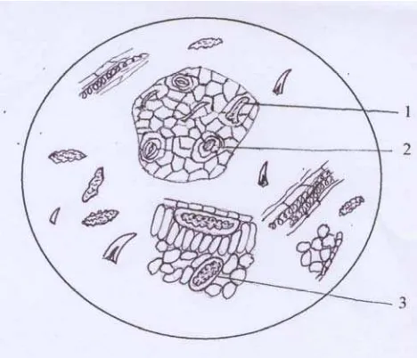 Gambar 10. Mikroskopik Serbuk Herba Sambiloto 