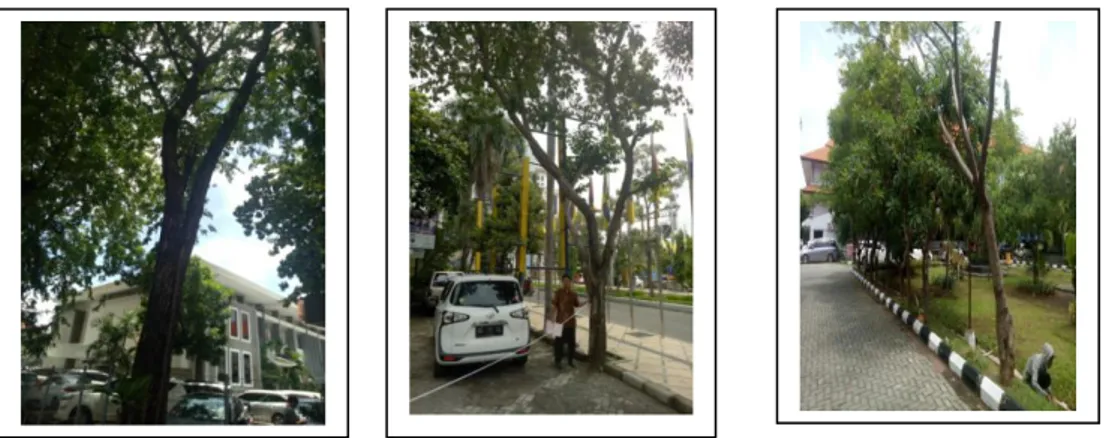 Gambar 3 : Pohon resiko Rendah di Kampus A Fakultas Kedokteran Gigi, Kampus B Seko- Seko-lah  Pasca Sarjana dan Kampus C depan Fakultas Kesehatan Masyarakat 