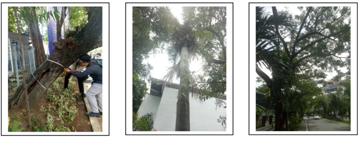 Gambar 1 : Pohon resiko Tinggi di Fakultas Kedokteran Gigi, Sekolah Pasca Sarjana,  dan depan Fakultas Kesehatan Masyarakat 