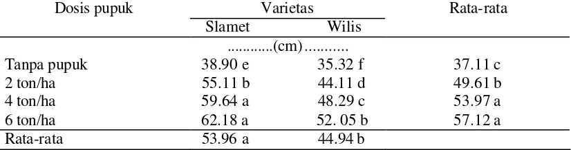 Tabel 5. Pengaruh kombinasi  varietas dan dosis pup uk kandang ayam secara alur terhadap rata-rata tinggi tanaman pada umur 8 MST 