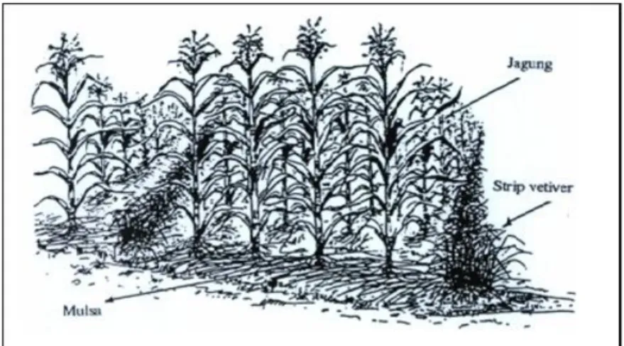 Gambar 7. Strip vetiver dan mulsa untuk mencegah erosi di lahan  pertanaman jagung 