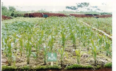 Gambar 8.  Aplikasi mulsa pada pertanaman jagung (Abdurachman  dan  