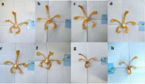 Gambar  1.  Fenologi  bunga  anggrek  Arachnis  flosaeris  mulai  dari  anthesis  hingga  gugur