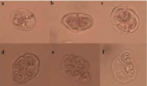 Gambar 3.  Klasifikasi morfologi polen Arachnis flosaeris. (a) Mono, (b) Di, (c) Tri, (d) Tetra, (e  dan f) Amorf