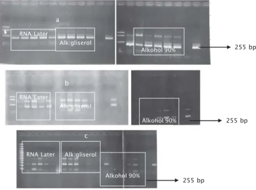 Figure 1. Result of PCR amplification with RNA Later, Alcohol-Glycerol dan Alcohol 90% and test result of IQ-2000 kit , a