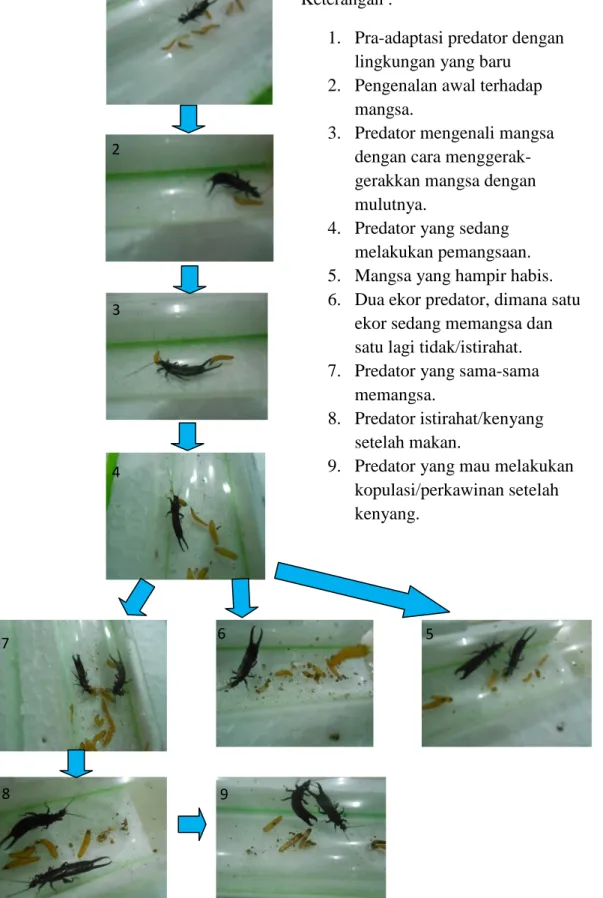 Gambar  2.  Skema  tahapan  pemangsaan  Cecopet  (E.  annulata  Fabricus)  terhadap larva kumbang janur kelapa (B