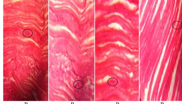 Gambar 5 Gambaran jaringan kulit  ikan nila yang mengalami pendarahan. 