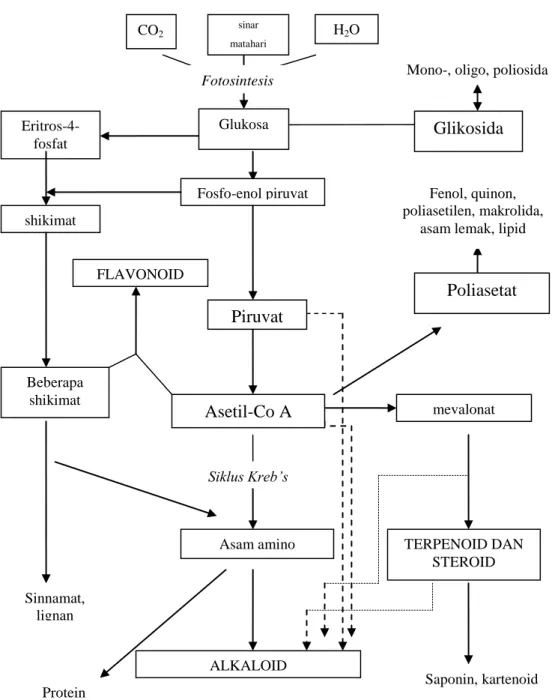 Gambar 2. Skema biosintesis senyawa bioaktif (Ikan 2008) 