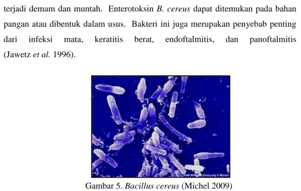 Gambar 5. Bacillus cereus (Michel 2009)  2.5.4  Pseudomonas aeruginosa 