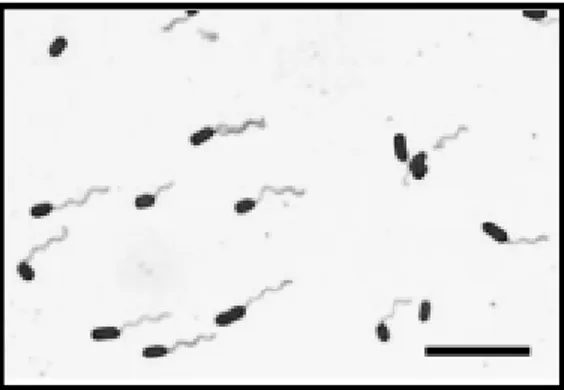 Gambar 6. Pseudomonas aeruginosa (Takahashi et al. 2008) 2.6     Senyawa Antibakteri 