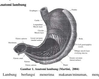 Gambar 1. Anatomi lambung (Martini,  2004) 