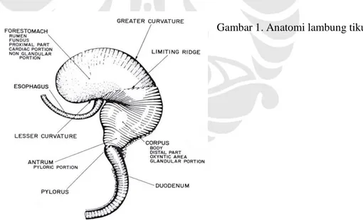 Gambar 1. Anatomi lambung tikus 8 