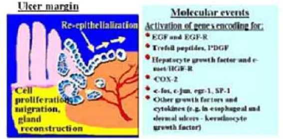 Gambar  5.  Proliferasi,migrasi  dan  rekonstruksi  kelenjar  sel  dan  reepitelisasi  mukosa  lambung