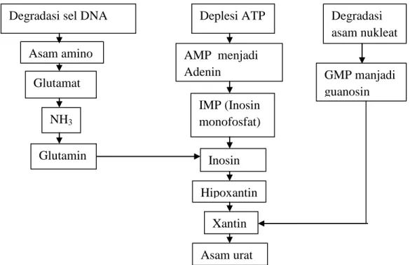 Gambar 2.1 Metabolisme Asam Urat (Weaver et al.,2010)  c.  Hiperurisemia 