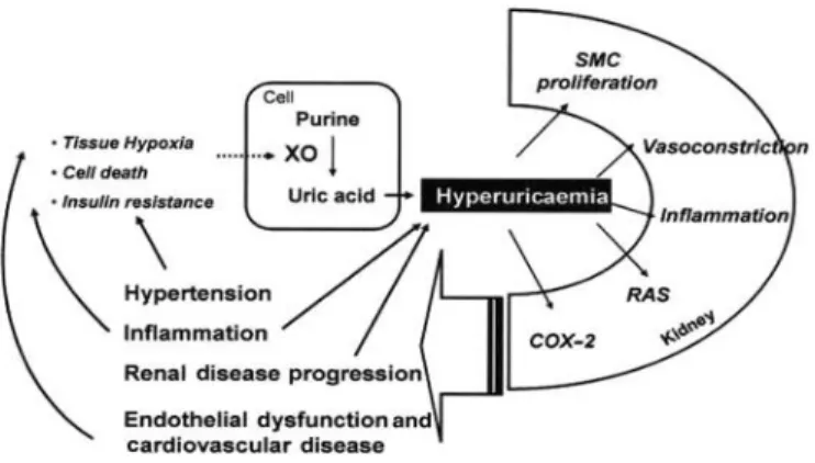 Gambar 2.2 Komplikasi hiperurisemia  (Avram &amp; Krishnan, 2008) 