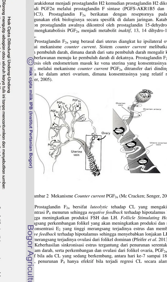 Gambar 2  Mekanisme Counter current PGF 2α  (Mc Cracken; Senger, 2005)  Prostaglandin  F 2α   bersifat  luteolytic  tehadap  CL  yang  mengakibatkan  konsentrasi P 4  menurun sehingga negative feedback terhadap hipotalamus hilang,  sehingga  meningkatkan  