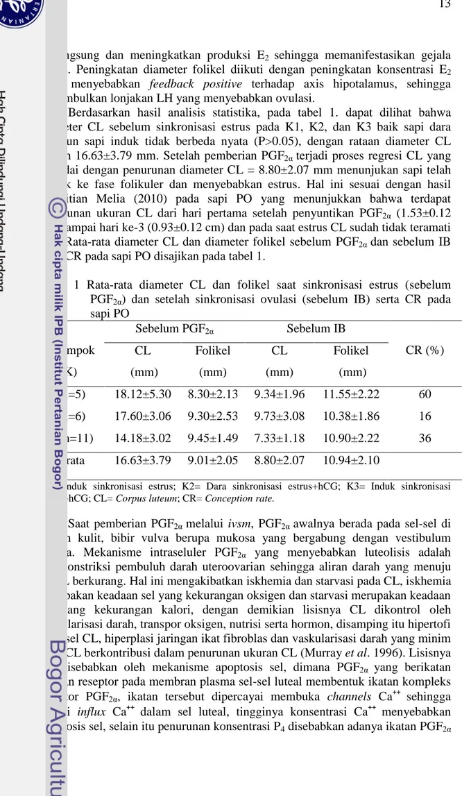 Tabel  1  Rata-rata  diameter  CL  dan  folikel  saat  sinkronisasi  estrus  (sebelum  PGF 2α )  dan  setelah  sinkronisasi  ovulasi  (sebelum  IB)  serta  CR  pada  sapi PO  Kelompok  (K)  Sebelum PGF 2α Sebelum IB  CR (%) CL  (mm) Folikel  (mm) CL  (mm) 