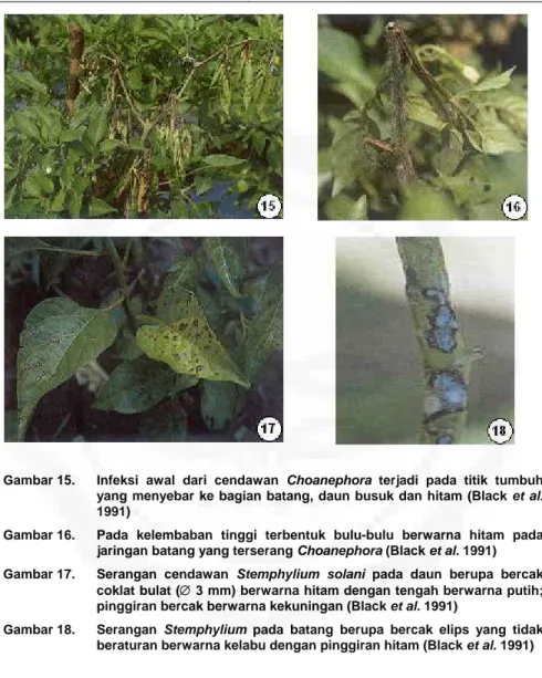 Gambar 15.  Infeksi awal dari cendawan Choanephora terjadi pada titik tumbuh  yang menyebar ke bagian batang, daun busuk dan hitam (Black et al