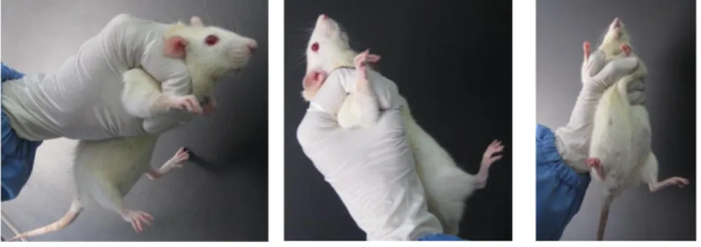 Gambar 3. Cara memegang tikus pada pemberian sediaan uji secara oral 