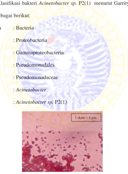 Gambar 2.  Morfologi sel  Acinetobacter sp. P2(1) perbesaran 1000x  (Ni’matuzahroh dkk., 2009) 