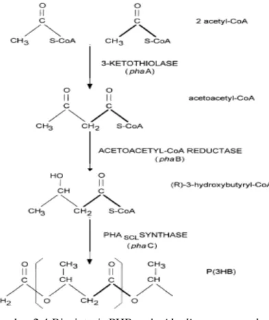 Gambar 2.4 Biosintesis PHB pada Alcaligenes eutrophus 