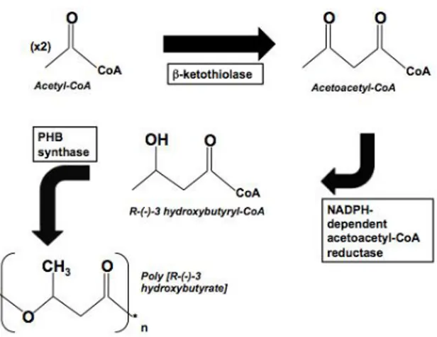 Gambar 2. Reaksi enzimatis pembentukan PHB  pada R. Eutro-pha (Reemmer, 2009) 