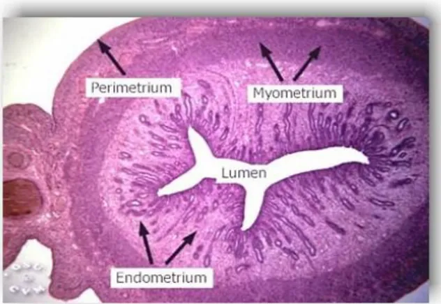 Gambar uterus secara mikroskopis 