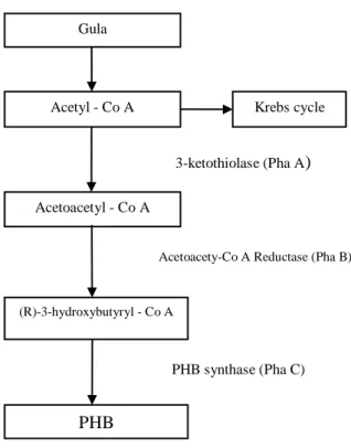 Gambar 1. Mekanisme pembentukkan PHB [3] 