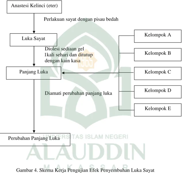 Gambar 4. Skema Kerja Pengujian Efek Penyembuhan Luka Sayat 