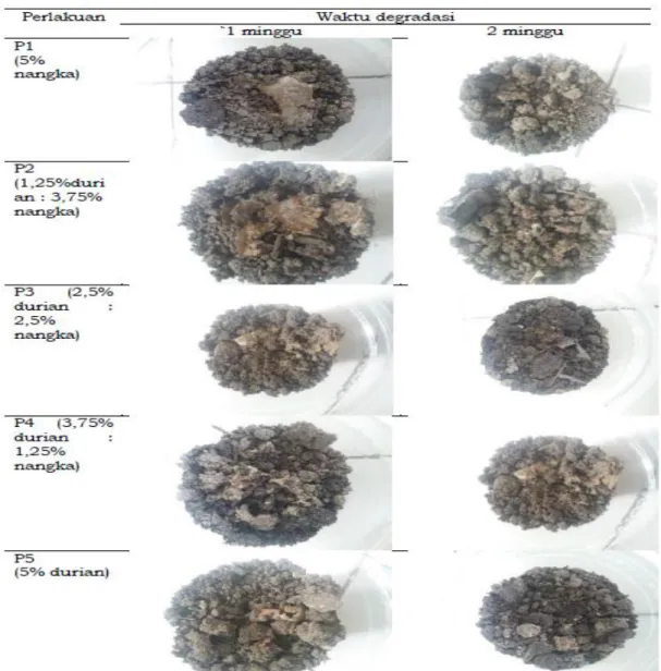 Gambar 1. Hasil pendegradasian plastik biodegradable  untuk waktu pengamatan  1 minggu dan 2 minggu