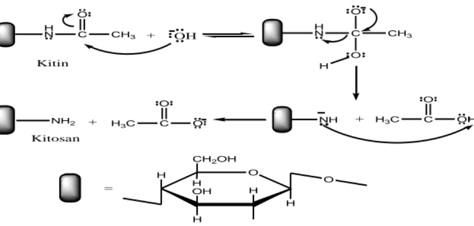 Gambar  2.  Reaksi  hidrolisis  pada  proses  deasetilasi  kitin  oleh  basa  kuat  (Champagne, 2002) 