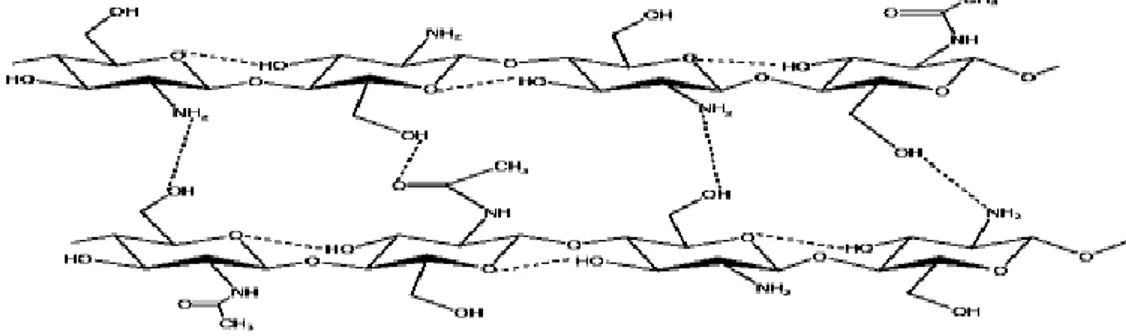 Gambar 10. Ikatan Hidrogen Intramolekuler dan Intermolekuler Kitin dan Kitosan   (champagne,  2002) 