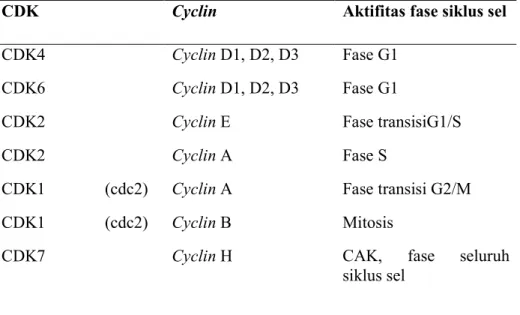 Tabel 2.1 Kompleks cyclin-CDK yang aktif pada titik yang spesifik  dalam  siklus sel 
