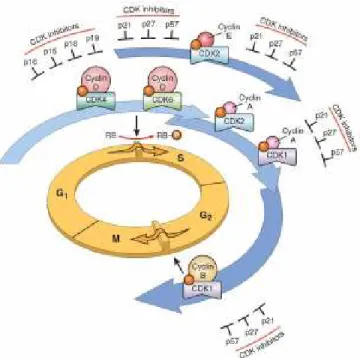 Gambar 2.2 Skema ilustrasi peran CDK, cyclin dan CDK inhibitors dalam siklus  sel  