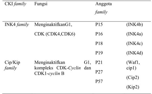 Tabel 2.2  Cyclin Dependent Kinase Inhibitors (CKI) berikatan dengan CDK atau  kompleks CDK-cyclin dan mengatur aktivitas CDK, p19 (ARF) disandikan oleh 