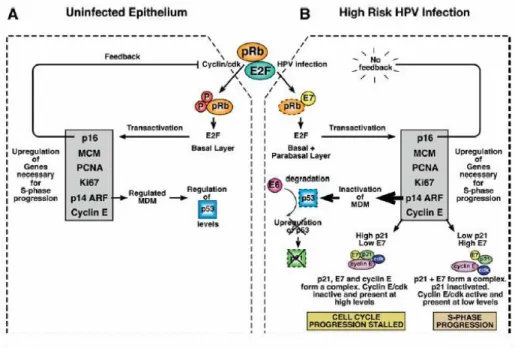 Gambar 2.8 Stimulasi perkembangan siklus sel oleh tipe high-risk HPV.   